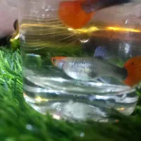 ماهی گوپی کوی مولد|ماهی|اندیشه, اندیشه فاز ۲|دیوار