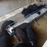 بره 20راس یکجا