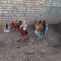 فروش مرغ تخمگذار و یک سگ ژرمن|حیوانات مزرعه|دلیجان, |دیوار