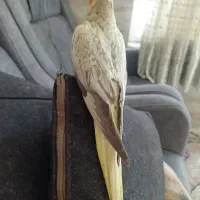 عروس هلندی