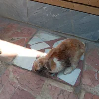 خرگوش رنگی زبل ۳۰۰ تومن