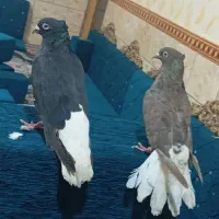 جوفت اشعل درجه یک|پرنده|اهواز, کوی مندلی(سه راه خرمشهر)|دیوار