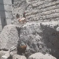 مرغ لری گلین