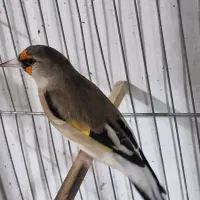 سهره نر دورگ رام|پرنده|تهران, سردارجنگل|دیوار