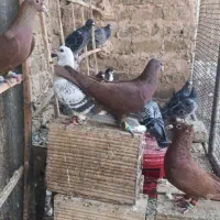 کفتر سرخ کرمونی نر پرشی|پرنده|مشهد, بلال|دیوار