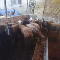 گوسفند ابستن|حیوانات مزرعه|سرخنکلاته, |دیوار