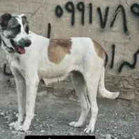 واگذاری سگکانگال آلابای پیتبول افغان نگهبانی|سگ|تهران, میدان میوه و ترهبار مرکزی|دیوار