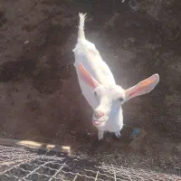 فروش بز سانن