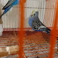 جفت مرغ عشق انگلیسی|پرنده|پاکدشت, پاکدشت (مامازند)|دیوار