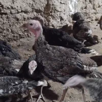 جوجه بوقلمون برنز 4ماه وزن 4کیلو فقط امروز|حیوانات مزرعه|مشهد, آزادشهر|دیوار