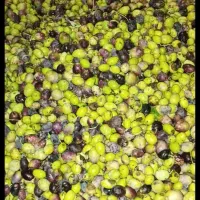 زیتون روغنی بدون واسطه به قیمت کارخانه