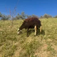 بره ماده|حیوانات مزرعه|بروجرد, |دیوار