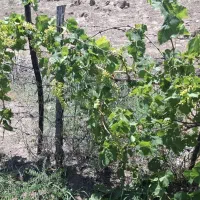 زمین زراعی باغ|فروش خانه و ویلا|پلدشت, |دیوار