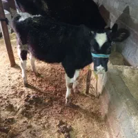 گوساله ماده