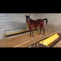 مادیان گمشده