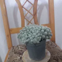 گل طبیعی|گل و گیاه طبیعی|بروجرد, |دیوار