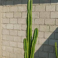 گیاه کاکتوس