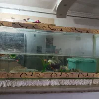 آکواریوم با ۱۳ تا ماهی دوتمن