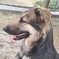 سگ ژرمن