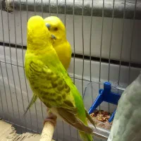 مرغ عشق مولد کارداده