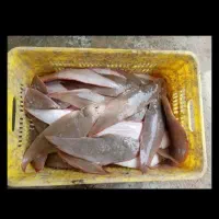 ماهی|ماهی|قشم, |دیوار