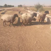 میش گوسفند|حیوانات مزرعه|گتوند, |دیوار