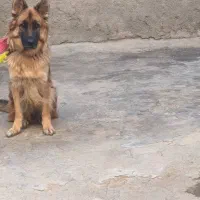 سگ ژرمن شپرد|سگ|بهبهان, |دیوار