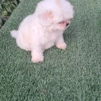 توله شتزو نر سوپر فلت سفید