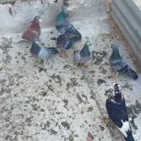 پلاکی بیرونی