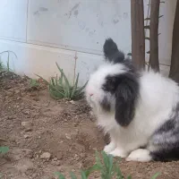 خرگوش لوپ|موش و خرگوش|آبیک, |دیوار