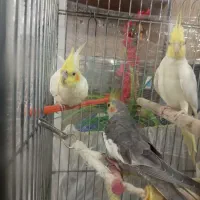 فروشی|پرنده|شهریار, شهرک مصطفی خمینی|دیوار