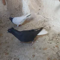 ۷ عدد کله سینه دم سفید طوقی پرشی|پرنده|مشهد, خرمشهر|دیوار