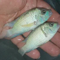 ماهی بلو آکارا چهار بندی