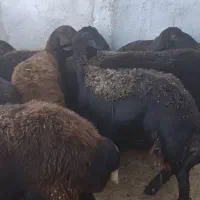 میش