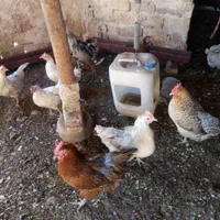 مرغ وخروس|حیوانات مزرعه|اصفهان, هفتون|دیوار