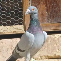 مرغ خروس  کفتر|پرنده|سراوان, |دیوار