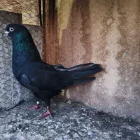 کبوتر کفتر دوتا نر