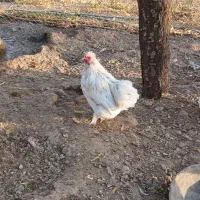 فروش مرع و خروس و قو غاز و ....|حیوانات مزرعه|قزوین, |دیوار