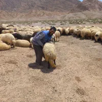 سه تا میش
