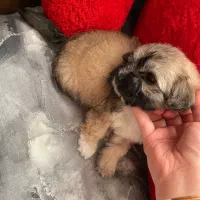 واگذاری شیتزو|سگ|زرندیه, |دیوار