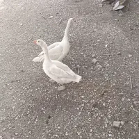 جفت غاز تازه بالغ