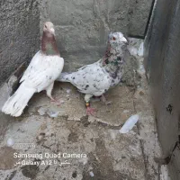 کبوتر پرشی و جفتگاه عطیقه