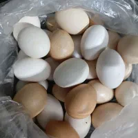 تخم مرغ محلی