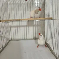 فنچ کراواتی|پرنده|شیراز, تل حسین‌آباد|دیوار