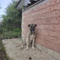 ماده سرابی فول|سگ|چابکسر, |دیوار