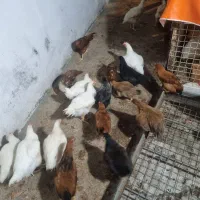 جوجه نیمچه محلی و گوشتی