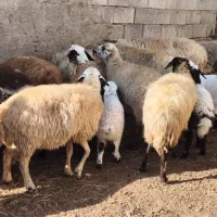 میش بره|حیوانات مزرعه|عسگران, |دیوار