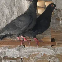 دو مقلفه ساز فروشی