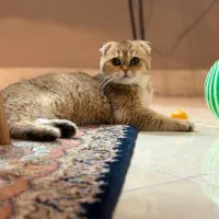 گربه اسکاتیش  گلد  ny25 نر