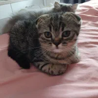 اسکاتیش فولد